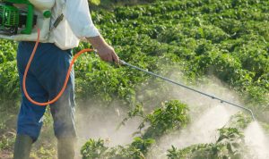 Modern African farmers using agrochemicals like fertilizers and pesticides to improve crop yields and sustainability.